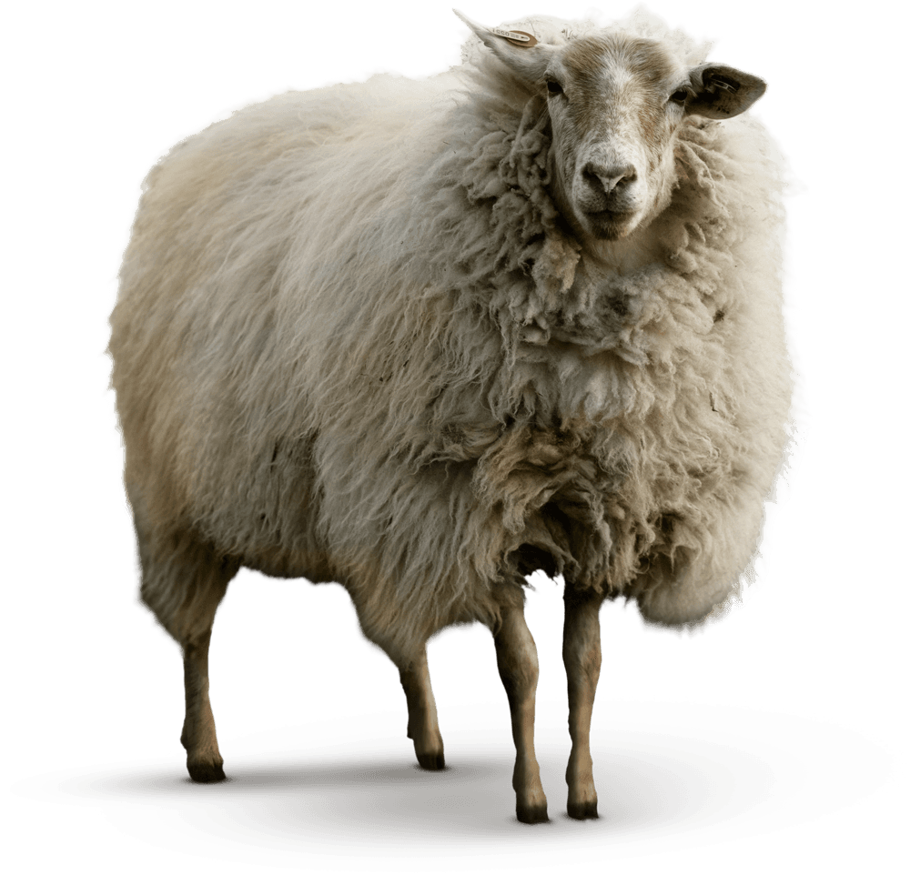 nieuw schaap